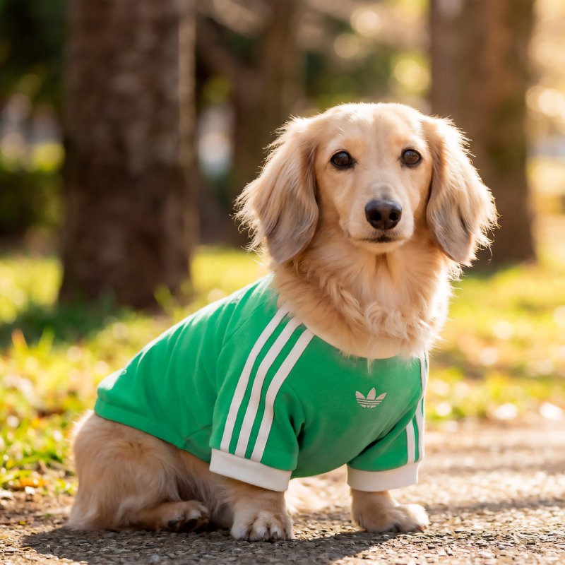 adidas ペット Tシャツ