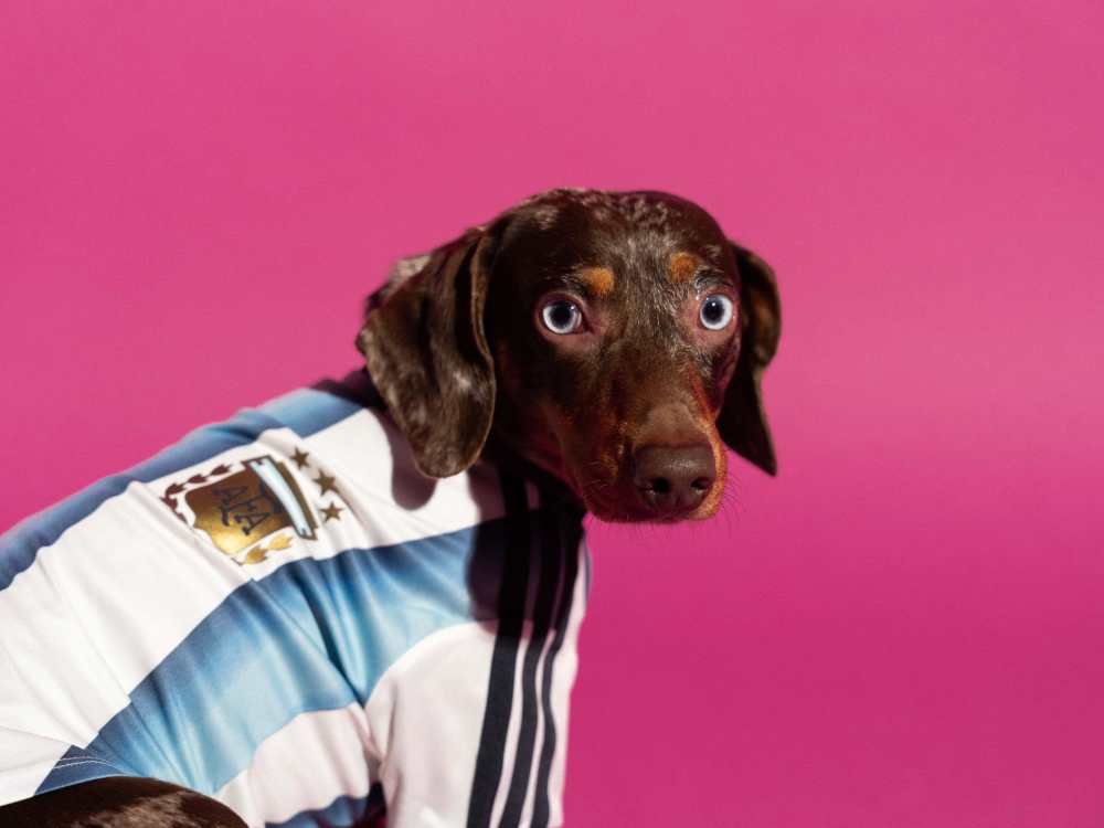 adidasペット用アイテム最新作「2026年W杯モデル」